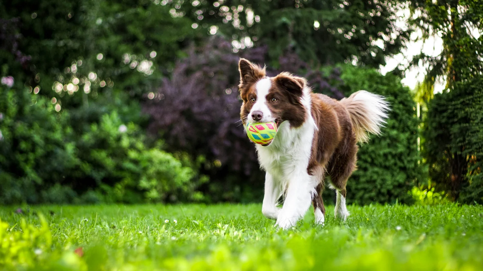Happy dogs playing in a meadow