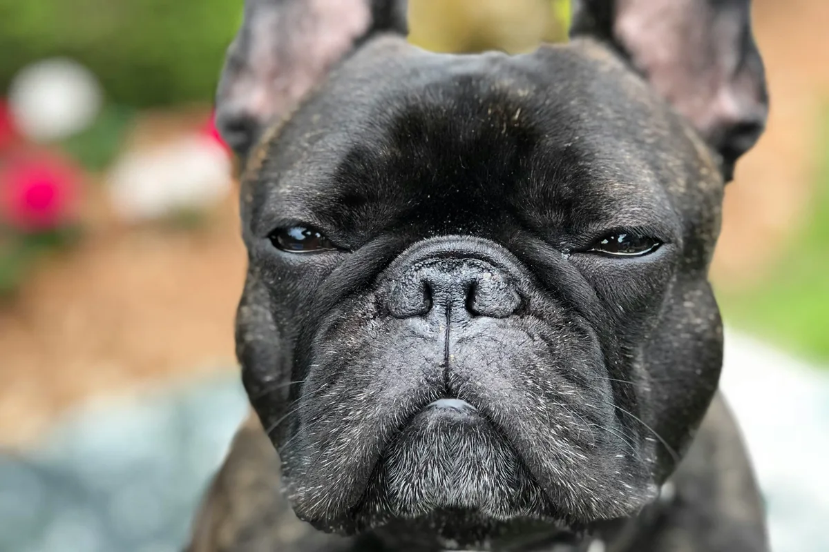 French Bulldog senior — joint, cognitive, and BOAS weight management guide