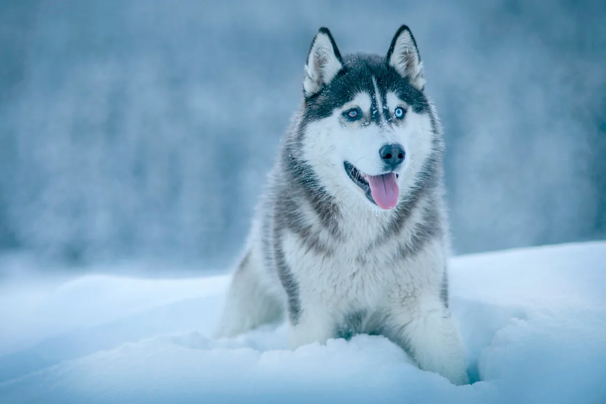 Siberian Husky adult food guide