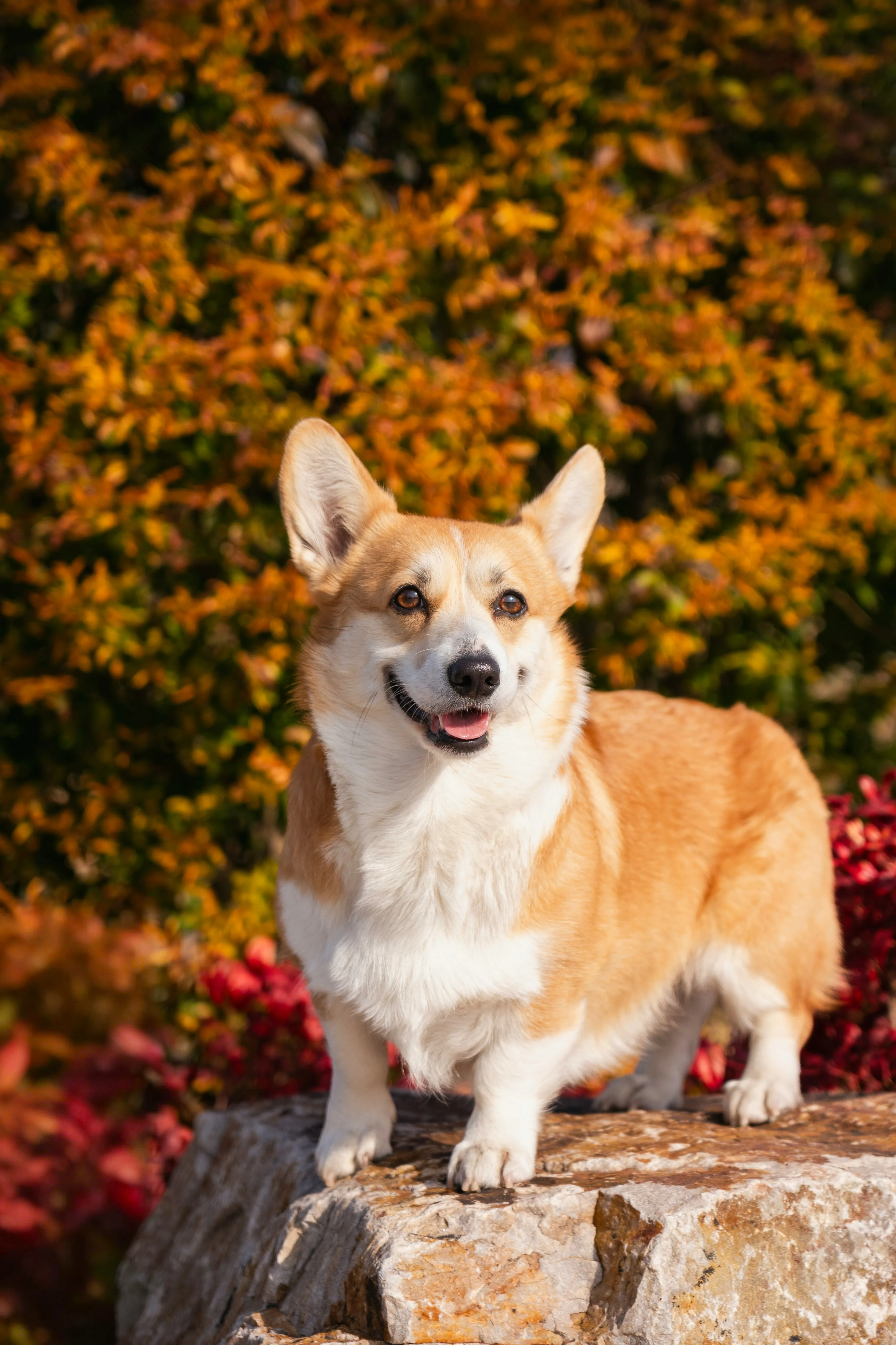 Welsh Corgi Adult Food Guide