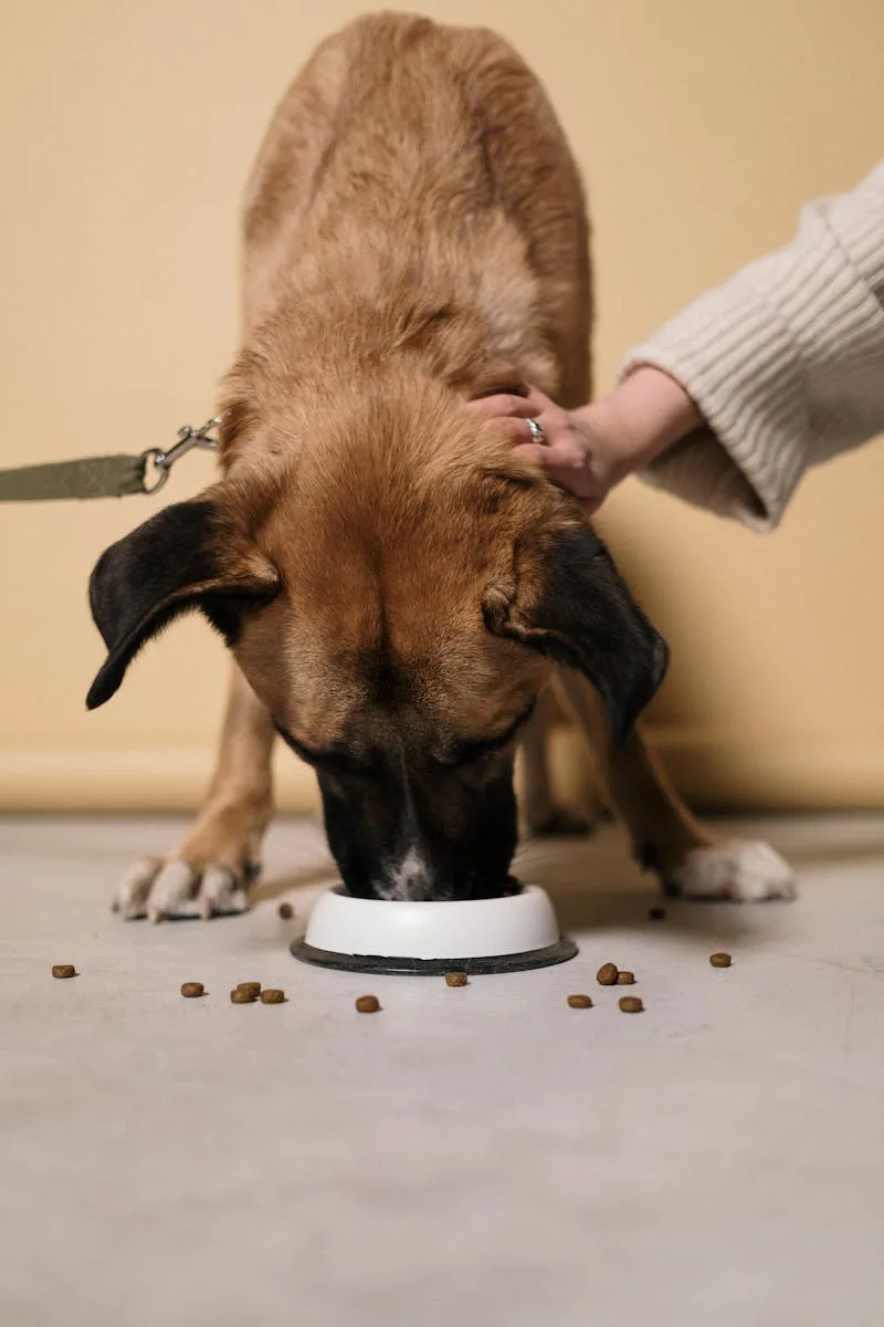 Owner placing a food bowl for a dog — strict diet management is key during the elimination trial