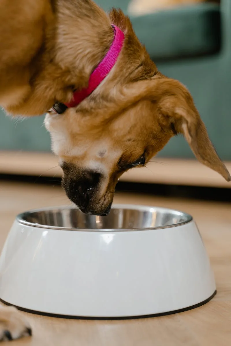 Dog eating dry kibble from a stainless steel bowl